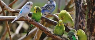 Сколько лет живут попугаи волнистые?