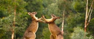 Кенгуру – визитная карточка Австралии Чем питаются кенгуру