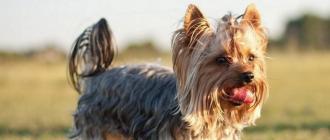 Собаки ерки: описание породы мини йорки, уход, фото Йоркширский терьер порода описание
