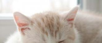 Спящий кот — почему питомцы все время спят?