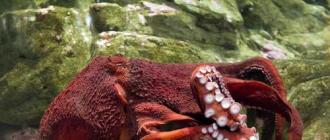В голубой дыре на багамах вероятно обитает огромный агрессивный осьминог Опасны ли гигантские осьминоги