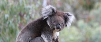 Где обитает коала: образ жизни и интересные особенности этого животного Расцветка коалы