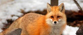 Что едят лисы в природе. Чем питается лиса? Чем питается лиса в лесу зимой? Как рыжая лиса размножается и заводит потомство