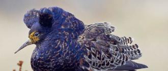 Турухтан, или курухтан, или драчун — Philomachus pugnax: описание и изображения птицы, ее гнезда, яиц и записи голоса