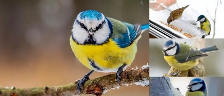 Как и чем кормить птиц зимой – три главных правила и другие полезные подсказки Что любят кушать синички и воробьи
