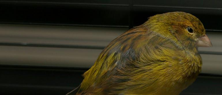 Домашняя канарейка: сколько живут канарейки, уход за птицей Канарейки содержание в домашних условиях