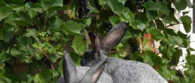 Кролики породы Полтавское серебро: особенности разведения в домашних условиях Полтавское серебро описание