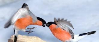 Какой бывает птичка снегирь: описание и образ жизни