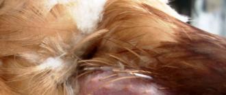 Болезни кур несушек и их лечение: фото, причины, симптомы, лечение