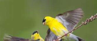 ᐈ Птица Чиж: самец и самка, как выглядит, перелетная птица