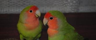 Как определить пол попугая неразлучника Как отличить самочку от самца неразлучников