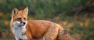 Обыкновенная лисица - питание Где обитает рыжая лиса