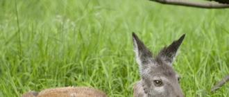 Кабарга – саблезубый олень: внешний вид, повадки, ареал обитания