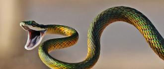 Ящерица, похожая на змею У змей есть терморецепторы