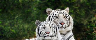 Анатомо-физиологические особенности тигров и характерные заболевания