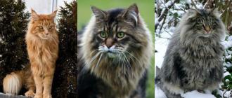Кошки всех пород с фотографиями, названиями и особенностями характера