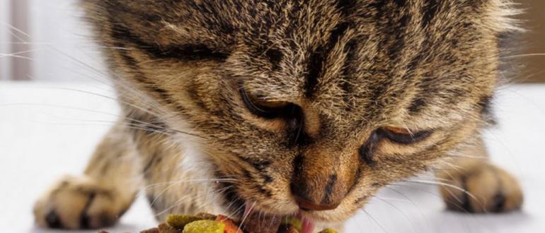Основные причины, почему кот не ест, и пути решения проблемы
