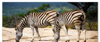 Зебра степная Зебра африканская природная зона обитания