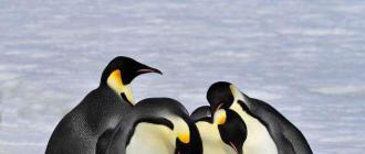 Надотряд пингвины (Impennes) (Н
