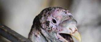 Гистомоноз у домашних птиц: симптомы и лечение