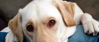 Собаку укусил клещ симптомы и лечение Какие болезни вызывают клещи у собак