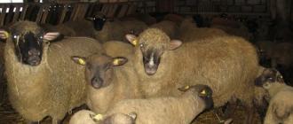 Разведение северокавказской породы овец