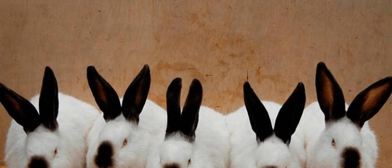Кролики: разведение, выращивание, кормление Как правильно держать кроликов на разведение