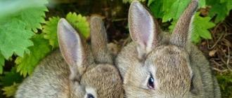 Выращивание кроликов на мясо в домашних условиях Выращивание кролей