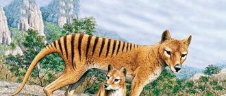 Тасманский тигр Сумчатые собаки