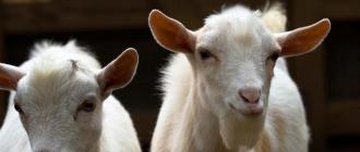 Советы и рекомендации начинающим козоводам Где обитает коза
