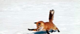 Лисица (лиса) - виды лис, где живут, сколько живет, что едят, фото Размножение и продолжительность жизни
