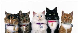 Все породы кошек с фотографиями Показать породистых кошек