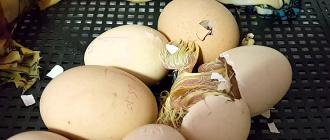 Как вылупляются цыплята Возможно ли из магазинного яйца вырастить цыпленка