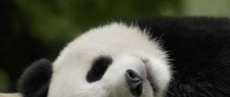 Описание и фото большой панды