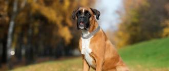 Карликовые породы собак: названия, фото, цены Породы маленьких короткошерстных собак с фотографиями