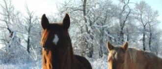 Самые известные лошади - от Буцефала до Лошарика - Locals
