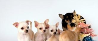 Маленькие собаки в мире. Карликовые породы собак. Названия пород с фото и ценами