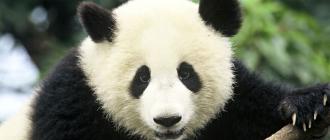 Большая панда или бамбуковый медведь