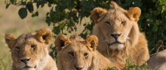 Среда обитания льва в африке