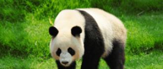 Панда краткая информация Где живет большая панда на каком материке