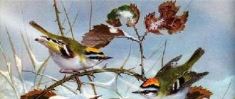 Зимующие птицы название птиц, фото, список