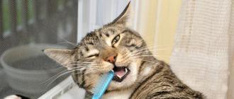 Почему у кошки или кота воняет изо рта тухлятиной и как избавиться от запаха