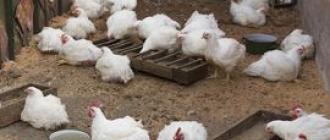 Лечение поноса у цыплят бройлеров Цыплята бройлеры поносят с кровью что делать