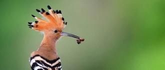 Описание птицы удода. Как выглядит птица удод? Фото и интересные факты Как кричит удод