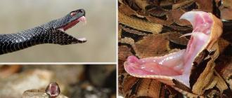 Фото змеи гадюки: ядовитый житель лесов