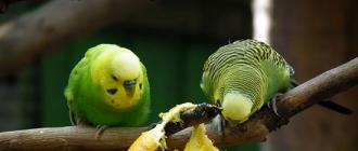 Фрукты для волнистого попугая: какие допустимы в рационе птицы