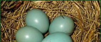 Невероятное о том, как кукушка подбрасывает свои яйца