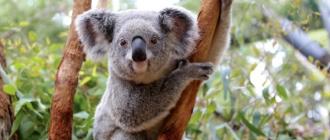 Коалы: где живут и что из себя представляет животное Сколько зубов у коалы