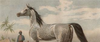 Представители семейства лошади - характерные особенности лошадей