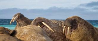 Животное морж: описание, картинки, фото, видео, детеныш моржа Как спариваются моржи